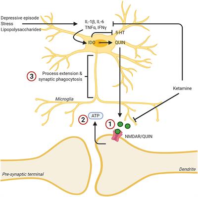 Depression, Estrogens, and Neuroinflammation: A Preclinical Review of Ketamine Treatment for Mood Disorders in Women